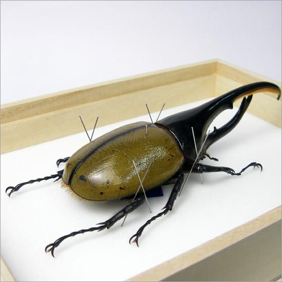 昆虫標本 ヘラクレスオオカブトムシ 桐箱 :Lis-38098:ソプラノYahoo!店