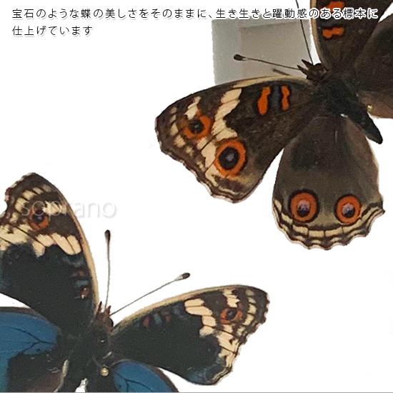 蝶の標本 二つ 昆虫標本 蝶の標本 ウズマキタテハ 2頭 メタリック調ライト