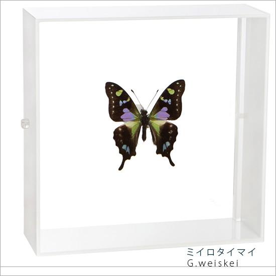 昆虫標本 蝶の標本 ミイロタイマイ アクリルフレーム 白 : ソプラノ