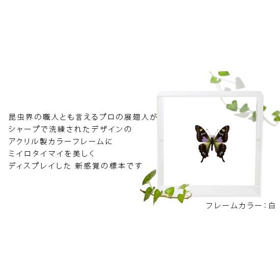 昆虫標本 蝶の標本 ミイロタイマイ アクリルフレーム 白 : ソプラノ