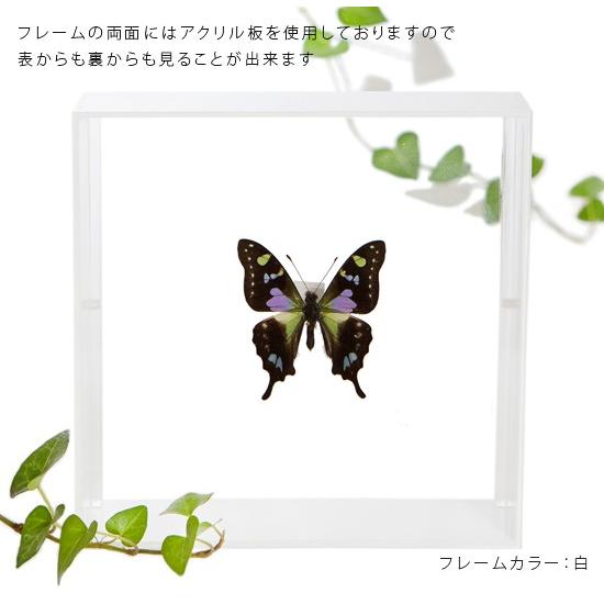 昆虫標本 蝶の標本 ミイロタイマイ アクリルフレーム 白 : ソプラノ