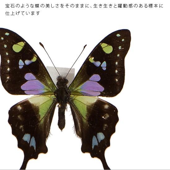 昆虫標本 蝶の標本 ミイロタイマイ アクリルフレーム 白 : ソプラノ