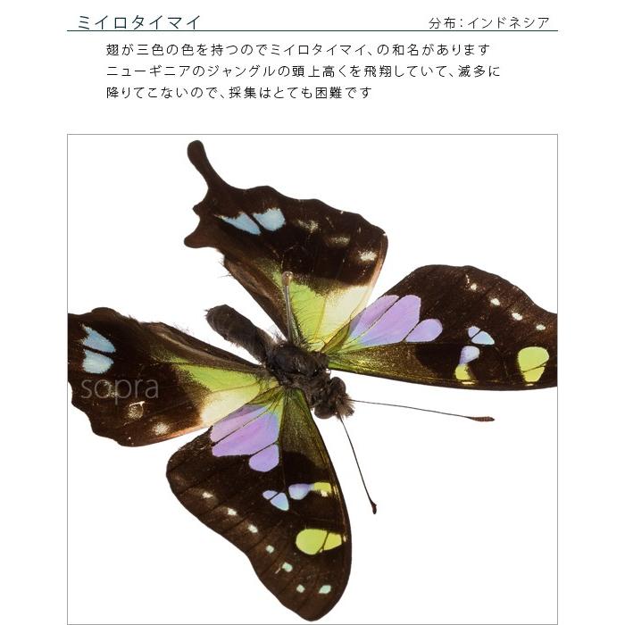 昆虫標本 蝶の標本 ミイロタイマイ アクリルフレーム 白 : ソプラノ