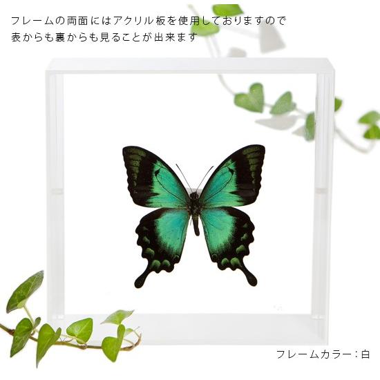 全国配送無料‼️蝶々標本 7頭セット 昆虫標本セット蝉蝶トンボ