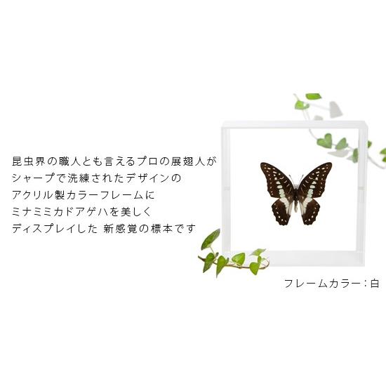 昆虫標本 蝶の標本 ミナミミカドアゲハ アクリルフレーム 白｜soprano｜02