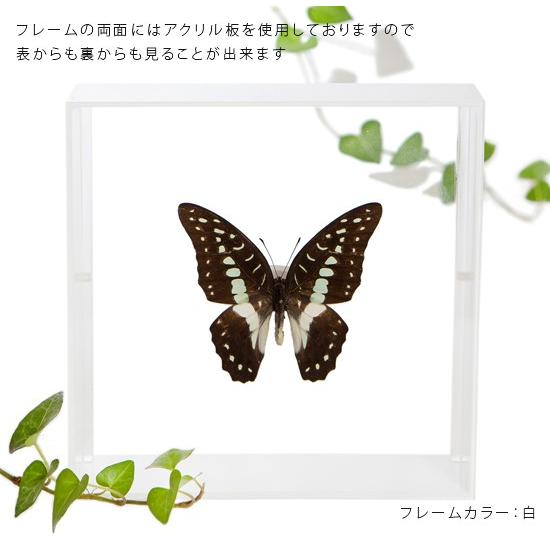 昆虫標本 蝶の標本 ミナミミカドアゲハ アクリルフレーム 白
