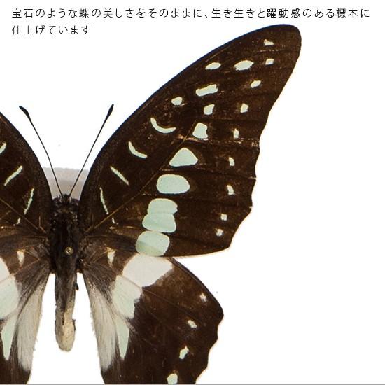 昆虫標本 蝶の標本 ミナミミカドアゲハ アクリルフレーム 白