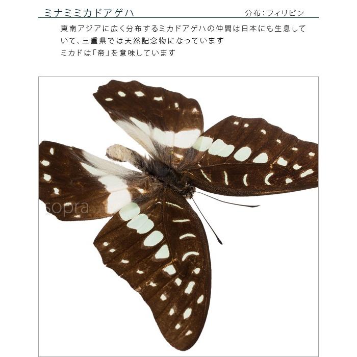 昆虫標本 蝶の標本 ミナミミカドアゲハ アクリルフレーム 白