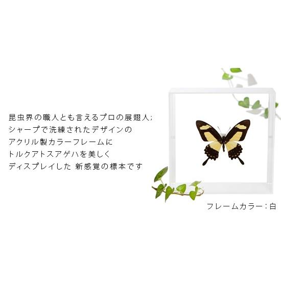 昆虫標本 蝶の標本 トルクアトスアゲハ アクリルフレーム 白｜soprano｜02