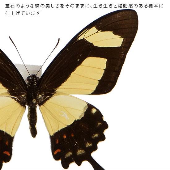 昆虫標本 蝶の標本 トルクアトスアゲハ アクリルフレーム 白｜soprano｜04