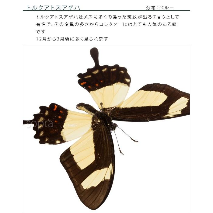 昆虫標本 蝶の標本 トルクアトスアゲハ アクリルフレーム 白｜soprano｜06