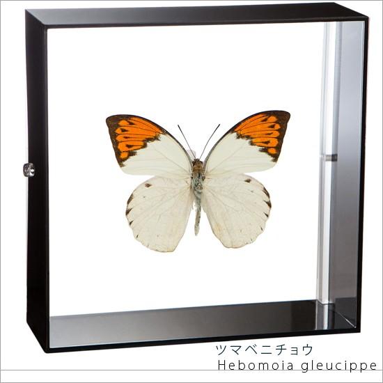 希少蝶標本採取1988年等現状品のみツマベニチョウケースサイズ50x41x6cm 希少蝶標本採取1988年等現状品のみツマベニチョウケースサイズ