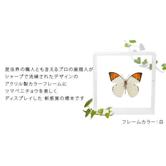 昆虫標本 蝶の標本 ツマベニチョウ アクリルフレーム 白｜soprano｜02