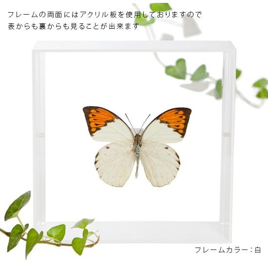 昆虫標本 蝶の標本 ツマベニチョウ アクリルフレーム 白｜soprano｜03