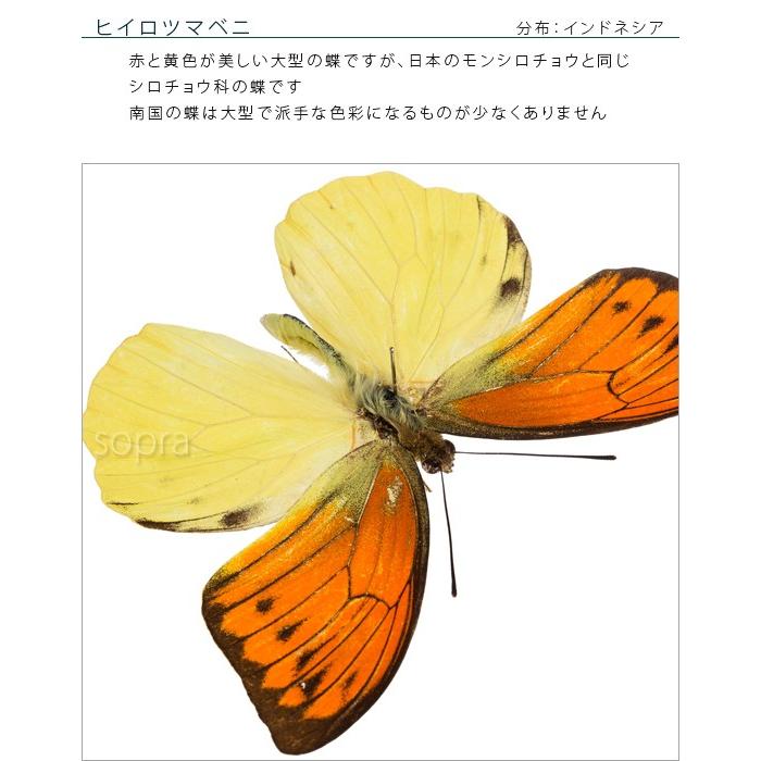 超目玉 期間限定 昆虫標本 蝶の標本 ヒイロツマベニ アクリルフレーム 白 手数料安い Ipripak Org