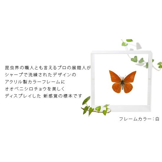 ベニシロチョウ ベニモンシロチョウ シロチョウ科