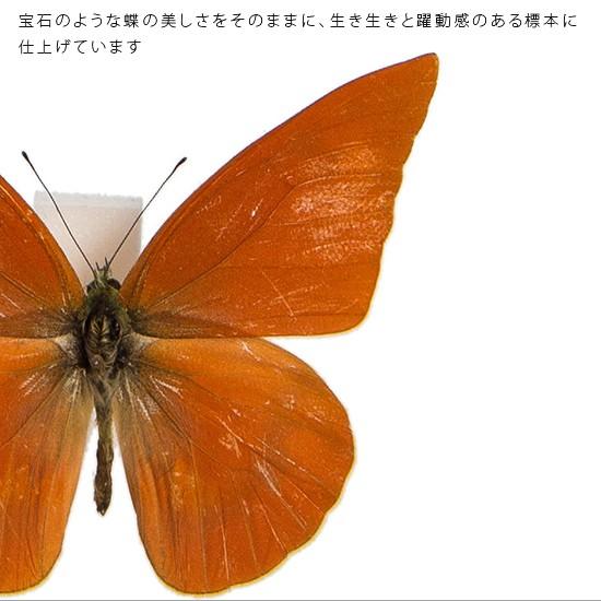 昆虫標本 蝶の標本 オオベニシロチョウ アクリルフレーム 白｜soprano｜04