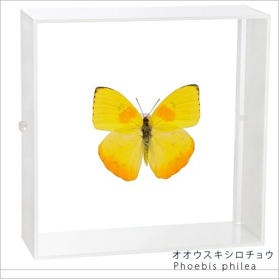 アゲハ蝶 桐箱標本 18体セット アゲハ蝶 桐箱標本 18体セット 昆虫用品