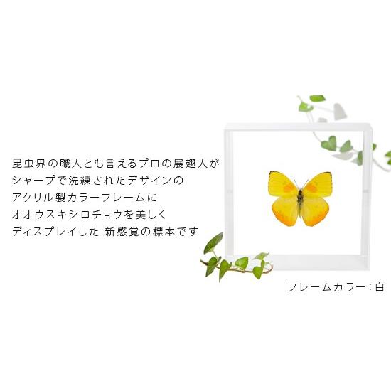 昆虫標本 蝶の標本 オオウスキシロチョウ アクリルフレーム 白｜soprano｜02