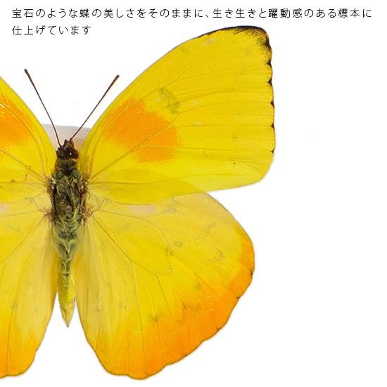 昆虫標本 蝶の標本 オオウスキシロチョウ アクリルフレーム 白｜soprano｜04