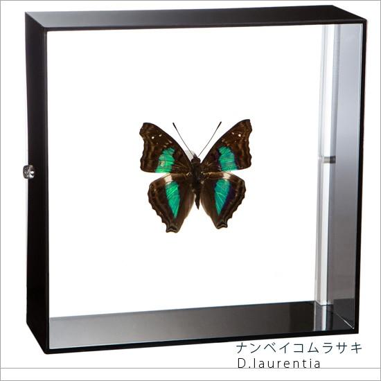 蝶の標本５種類　木製フレーム 61xAiXtj+gL._UF350,350_QL50_.jpg