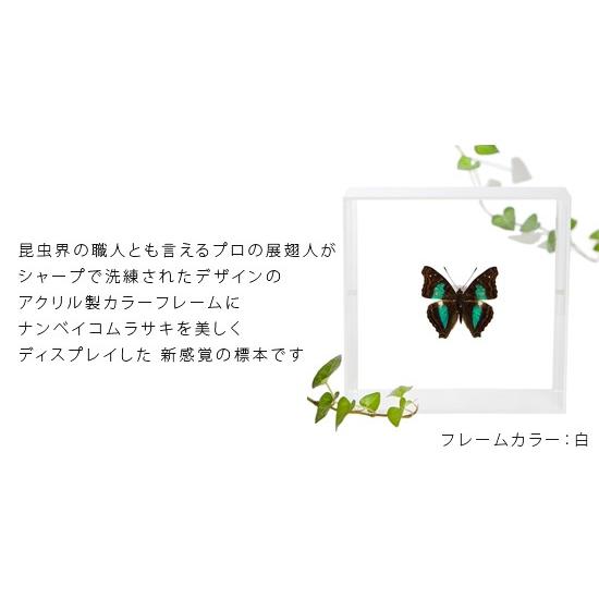 昆虫標本 蝶の標本 ナンベイコムラサキ アクリルフレーム 黒