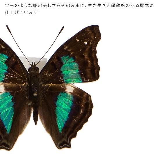 昆虫標本 蝶の標本 ナンベイコムラサキ アクリルフレーム 黒