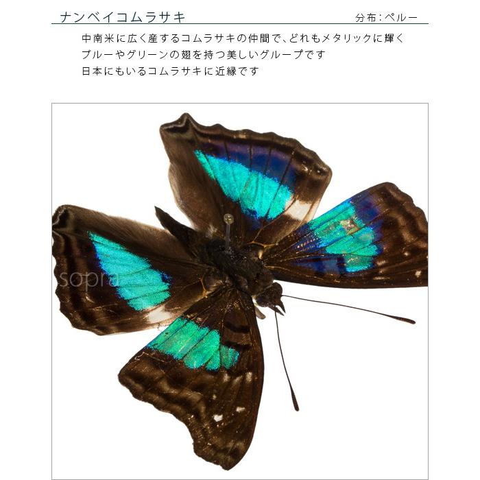 蝶の標本 二つ 昆虫標本 蝶の標本 ウズマキタテハ 2頭 メタリック調ライト