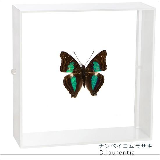 昆虫標本 蝶の標本 ナンベイコムラサキ アクリルフレーム 白