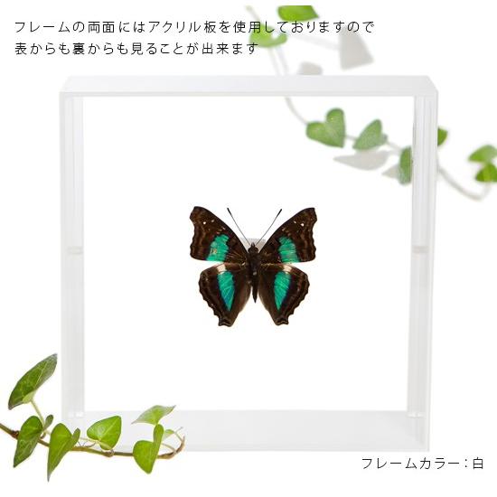 昆虫標本 蝶の標本 ナンベイコムラサキ アクリルフレーム 白
