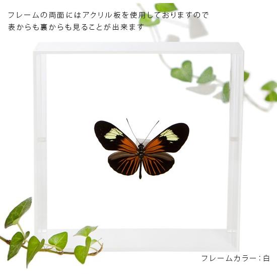 最安値に挑戦 昆虫標本 蝶の標本 オオムラサキ アクリルフレーム 黒 Web限定