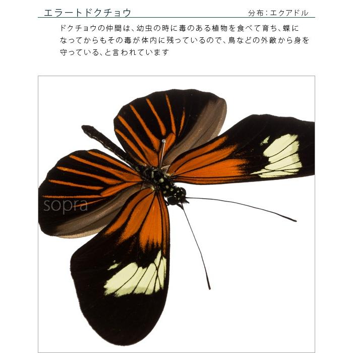 昆虫標本 蝶の標本 エラートドクチョウ アクリルフレーム 15cm角