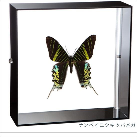 昆虫標本箱 中型ドイツ箱 2個セットA 中型ドイツ箱セット □B2