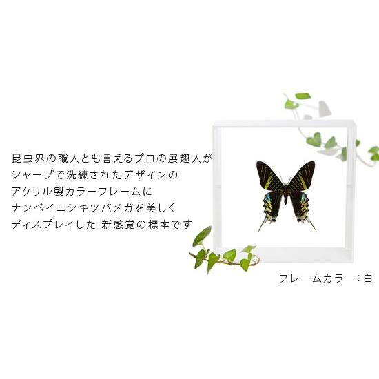 昆虫標本 蝶の標本 ナンベイニシキツバメガ アクリルフレーム 白