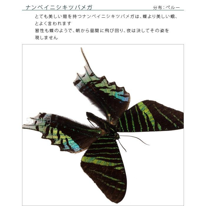 昆虫標本 蝶の標本 ナンベイニシキツバメガ アクリルフレーム 白