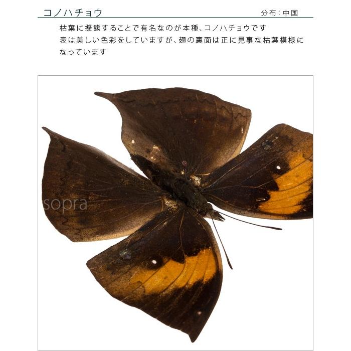 昆虫標本 蝶の標本 コノハチョウ アクリルフレーム 黒｜soprano｜06