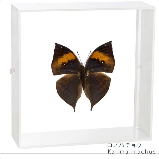 昆虫標本 蝶の標本 コノハチョウ アクリルフレーム 白