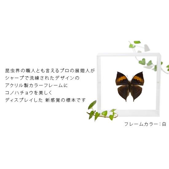 蝶の標本 コノハチョウ アクリルフレーム 白 Lis Caf1019w ソプラノyahoo 店 通販 Yahoo ショッピング