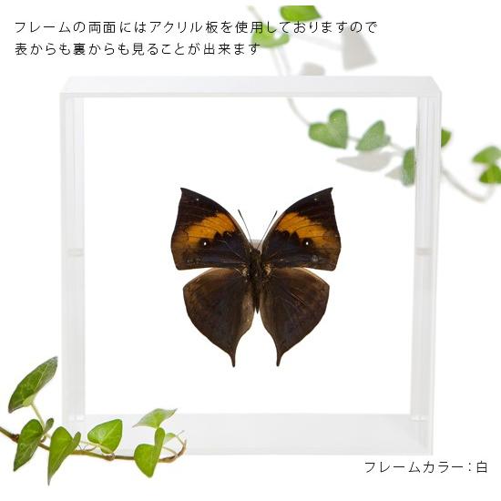 昆虫標本 蝶の標本 コノハチョウ アクリルフレーム 白 : ソプラノYahoo
