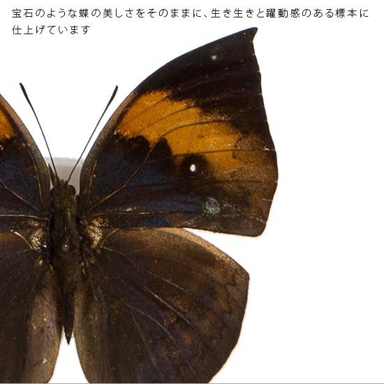 昆虫標本 蝶の標本 コノハチョウ アクリルフレーム 白 : ソプラノYahoo