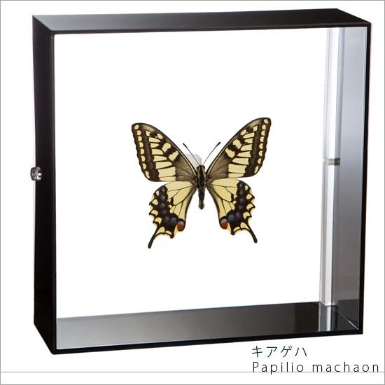 大規模セール 昆虫標本 蝶の標本 キアゲハ アクリルフレーム 黒 97％以上節約