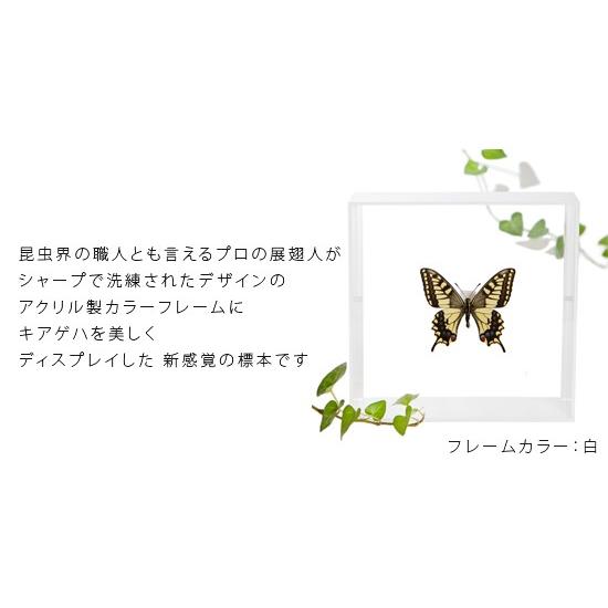 ポイント10倍 期間限定 昆虫標本 蝶の標本 キアゲハ アクリルフレーム 白｜soprano｜02