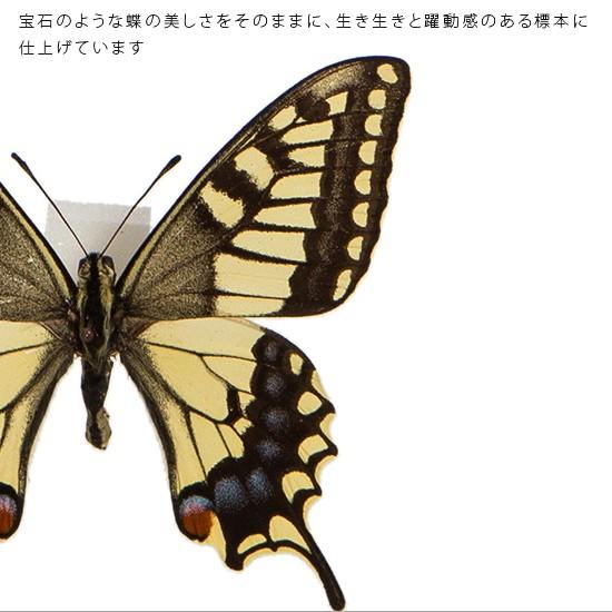 ポイント10倍 期間限定 昆虫標本 蝶の標本 キアゲハ アクリルフレーム 白｜soprano｜04