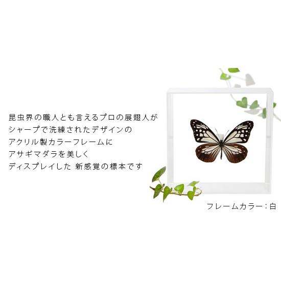 昆虫標本 蝶の標本 アサギマダラ アクリルフレーム 黒 : ソプラノYahoo