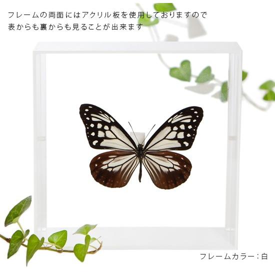 蝶の標本 フレーム入り 多数 楽天市場】昆虫標本 蝶の標本 ゼフィリテスモルフォ メタリック