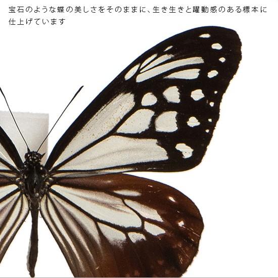 蝶標本 ツマグロキチョウ、アサギマダラ
