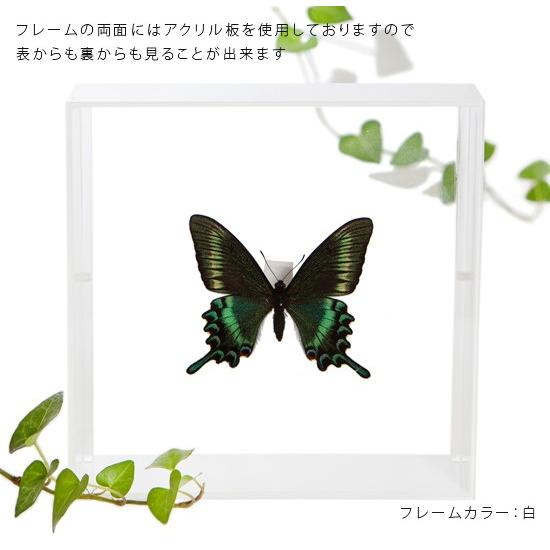 昆虫の標本 カラスアゲハ ゼフィルス ほか 昆虫標本 蝶の標本 ミヤマカラスアゲハ アクリルフレーム 黒