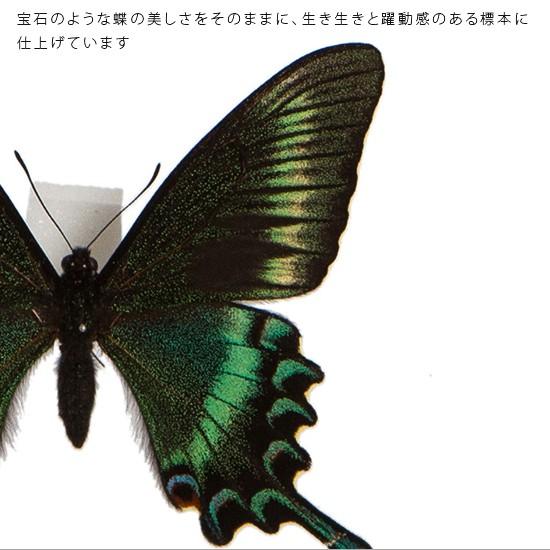 昆虫標本 蝶の標本 ミヤマカラスアゲハ アクリルフレーム 黒