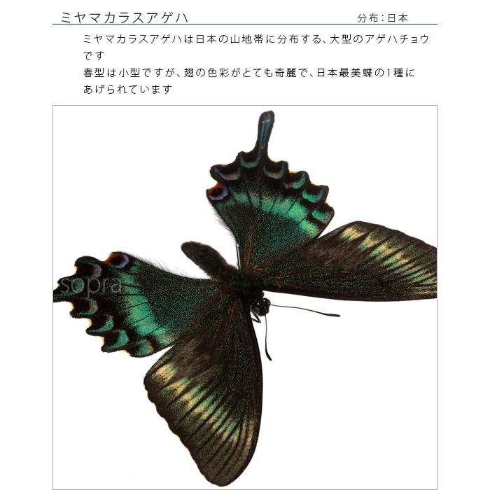 昆虫標本 蝶の標本 ミヤマカラスアゲハ アクリルフレーム 黒