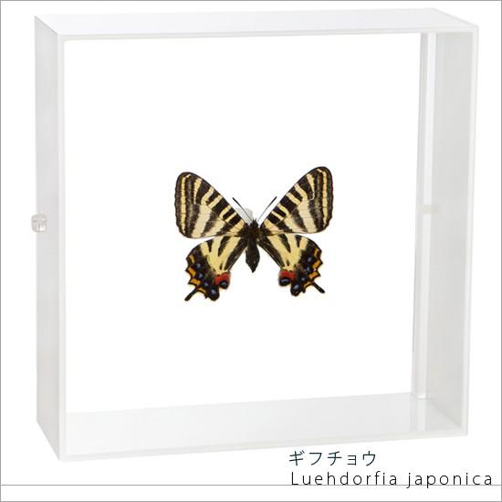 昆虫標本 蝶の標本 ギフチョウ アクリルフレーム 白 : ソプラノYahoo